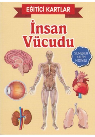 Eğitici Kartlar İnsan Vücudu
