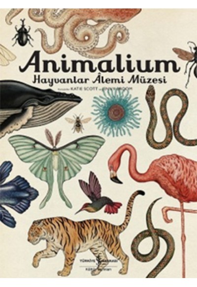 Animalium - Hayvanlar Alemi Müzesi