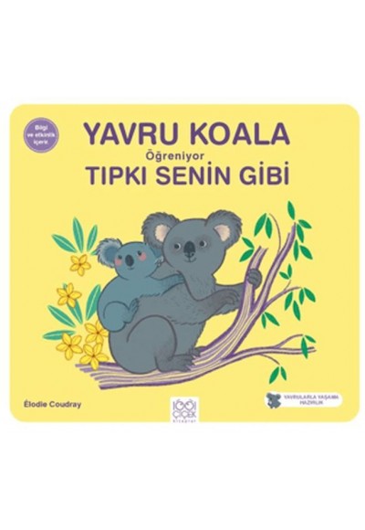 Yavru Koala Öğreniyor Tıpkı Senin Gibi