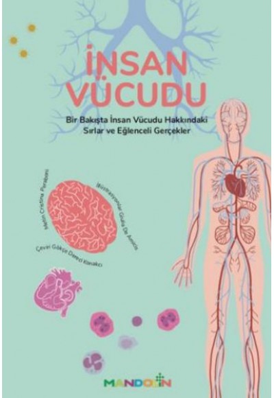 İnsan Vücudu