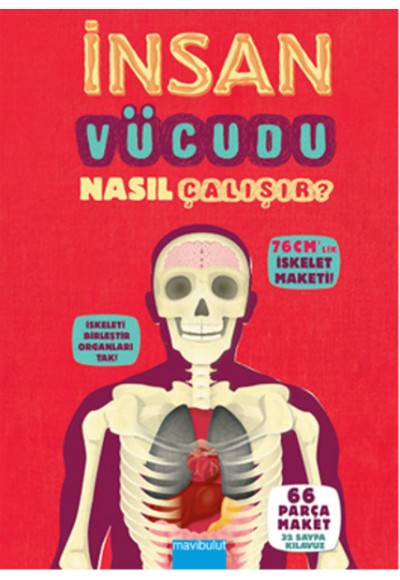 İnsan Vücudu Nasıl Çalışır?