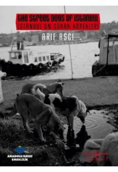 İstanbul'un Sokak Köpekleri