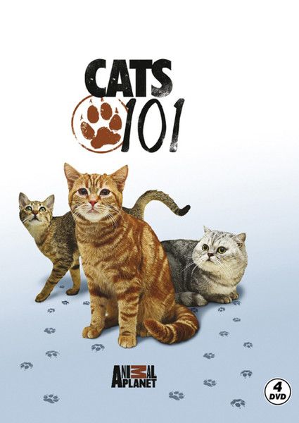 Cats 101 - Kediler